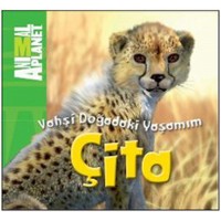 Animal Planet Doğadaki Vahşi Yaşamım Çita